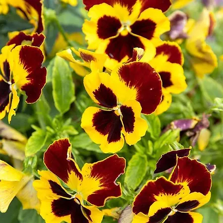 בית נופש Vakantiewoning De Papaver קמל